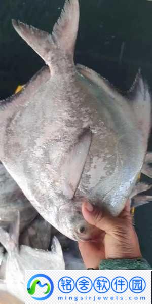 大白屁HDHOOOPORND：-探索大白屁HDHOOOPORND的奇幻世界