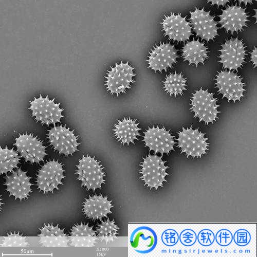 探索我的世界微观世界最小生物排行大揭秘蠹虫意外落榜