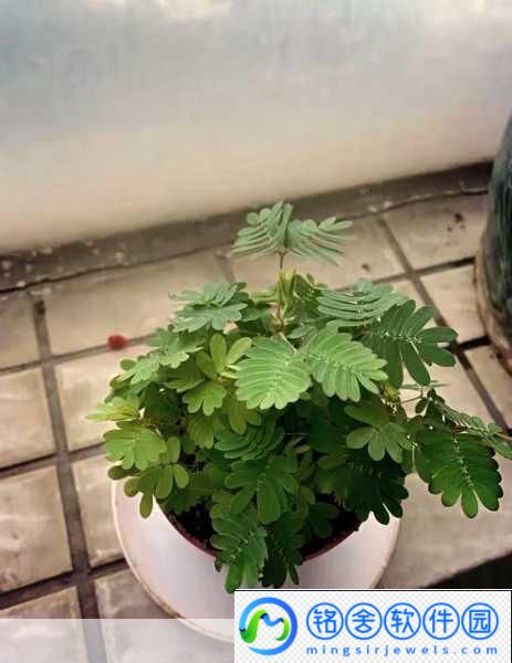 水蜜桃香蕉含羞草1.水蜜桃与香蕉的奇妙搭配