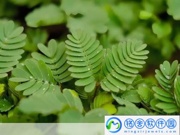 水蜜桃香蕉含羞草-水蜜桃与香蕉的奇妙搭配：含羞草的灵感