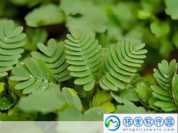 水蜜桃香蕉含羞草1.水蜜桃与香蕉的奇妙搭配：含羞草的灵感
