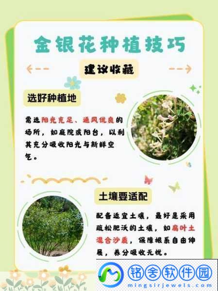 双管齐下TXL金银花怎么使用-1.-双管齐下TXL金银花的全面使用指南