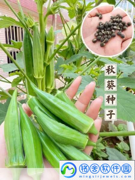 探寻丝瓜草莓秋葵污WWW旧版安卓-1.-探索丝瓜草莓秋葵的美味与营养价值