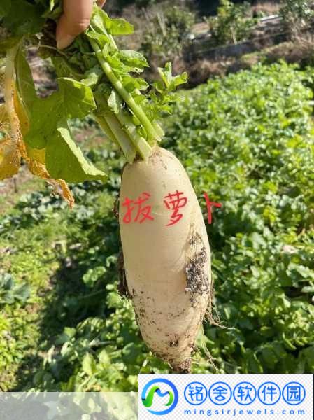 拔萝卜不盖被-1.-拔萝卜的启示：团队合作的重要性