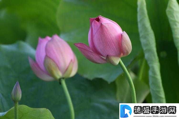 女性莲花开症状图片：分析与探讨