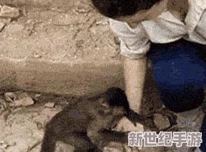 生猴子的全过程不盖被子软件：全新功能上线-用户体验大幅提升-助力轻松搞定日常任务！