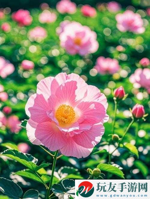 香软玉滑-林芍药：柔媚与娇艳的完美结合