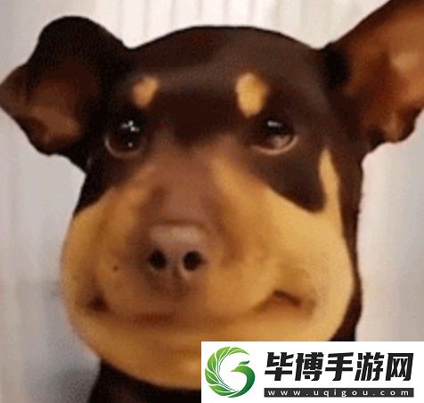 蜜蜂修勾是什么梗络用语-蜜蜂修勾梗意思及出处分享 